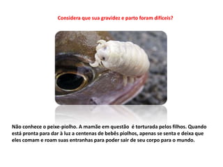 Não conhece o peixe-piolho. A mamãe em questão é torturada pelos filhos. Quando
está pronta para dar à luz a centenas de bebês piolhos, apenas se senta e deixa que
eles comam e roam suas entranhas para poder sair de seu corpo para o mundo.
Considera que sua gravidez e parto foram difíceis?
 
