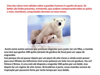 Uma das coisas mais odiadas sobre a gravidez humana é o ganho de peso. Os
bebês são lindos presentes, entretanto, que acabam compensando todos os quilos
a mais, inevitáveis, conquistados durantes os nove meses.
Assim como outros animais que precisam engordar para poder ter um filho, a mamãe
ursa tem que ganhar 200 quilos (através de gordura de foca) para ser capaz de
engravidar.
Isso porque ela vai passar depois por um jejum de oito meses e ainda assim prover
para seus filhotes (os fofíssimos mini ursos polares) um leite rico em gordura. Viu só?
Fêmea é fêmea. A ursa está até disposta a engordar 200 quilos por um bebê, mas
depois faz um regime de oito meses. Brincadeiras à parte, essas mamães servem de
inspiração por passarem fome por tanto tempo por seus bebês.
 