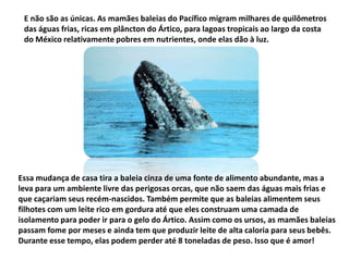 E não são as únicas. As mamães baleias do Pacífico migram milhares de quilômetros
das águas frias, ricas em plâncton do Ártico, para lagoas tropicais ao largo da costa
do México relativamente pobres em nutrientes, onde elas dão à luz.
Essa mudança de casa tira a baleia cinza de uma fonte de alimento abundante, mas a
leva para um ambiente livre das perigosas orcas, que não saem das águas mais frias e
que caçariam seus recém-nascidos. Também permite que as baleias alimentem seus
filhotes com um leite rico em gordura até que eles construam uma camada de
isolamento para poder ir para o gelo do Ártico. Assim como os ursos, as mamães baleias
passam fome por meses e ainda tem que produzir leite de alta caloria para seus bebês.
Durante esse tempo, elas podem perder até 8 toneladas de peso. Isso que é amor!
 