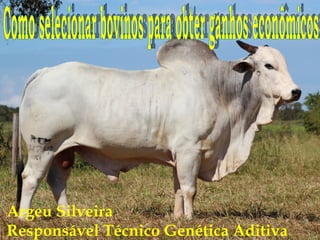 Argeu Silveira
Responsável Técnico Genética Aditiva
 