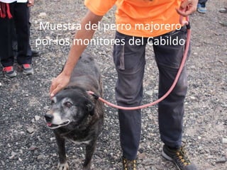 Muestra del perro majorero
por los monitores del Cabildo