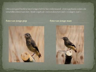 Foto van jonge pop Foto van jonge man
 