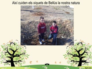 Així cuiden els xiquets de Bellús la nostra natura

 