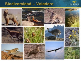 Biodiversidad – Veladero
 