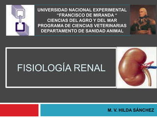 UNIVERSIDAD NACIONAL EXPERIMENTAL 
“FRANCISCO DE MIRANDA “ 
CIENCIAS DEL AGRO Y DEL MAR 
PROGRAMA DE CIENCIAS VETERINARIAS 
DEPARTAMENTO DE SANIDAD ANIMAL 
FISIOLOGÍA RENAL 
M. V. HILDA SÁNCHEZ 
 