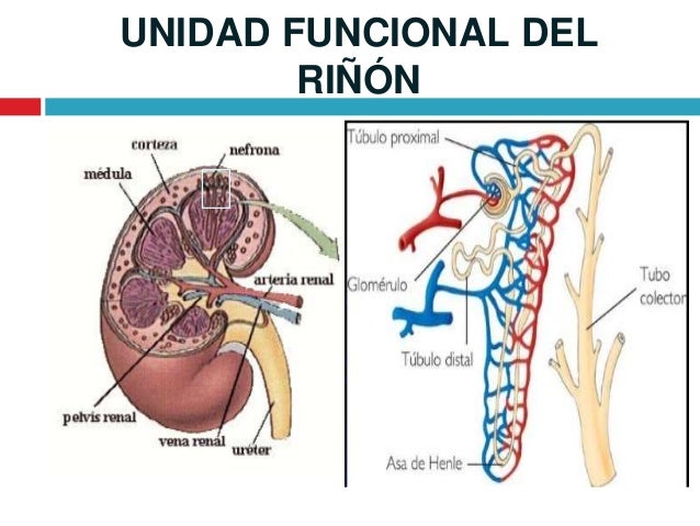 Fisiología Renal