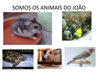 SOMOS OS ANIMAIS DO JOÃO