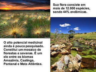 Sua flora consiste em mais de 12.000 espécies, sendo 44% endêmicas. O alto potencial medicinal ainda é pouco pesquisado. Constitui um mosaico de florestas e savanas. É um elo entre os biomas Amazônia, Caatinga, Pantanal e Mata Atlântica. 