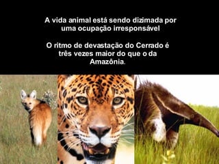 O ritmo de devastação do Cerrado é três vezes maior do que o da Amazônia . A vida animal está sendo dizimada por uma ocupação irresponsável 