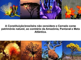 A Constituição brasileira não considera o Cerrado como patrimônio natural, ao contrário da Amazônia, Pantanal e Mata Atlântica. 