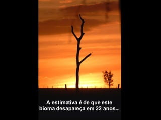 A estimativa é de que este  bioma desapareça em 22 anos...   