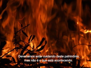 Deveríamos estar cuidando deste patrimônio,  mas não é o que está acontecendo. 