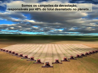 Somos os campeões da devastação, responsáveis por 48% do total desmatado no planeta... 