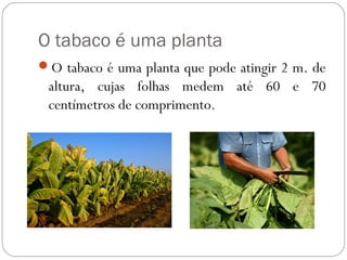 O tabaco é uma planta
O tabaco é uma planta que pode atingir 2 m. de
altura, cujas folhas medem até 60 e 70
centímetros de comprimento.
 