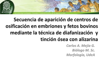 Secuencia de aparición de centros de
osificación en embriones y fetos bovinos
mediante la técnica de diafanización y
tinción ósea con alizarina
Carlos A. Mejía G.
Biólogo M. Sc.
Morfología, UdeA
 