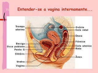 Vagina   Entender-se a vagina internamente... 