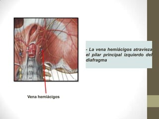 - La vena hemiácigos atravieza
el pilar principal izquierdo del
diafragma

Vena hemiácigos

 