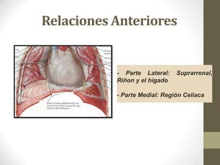 Relaciones Anteriores

- Parte Lateral:
Riñon y el hígado

Suprarrenal,

- Parte Medial: Región Celiaca

 