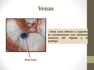 Venas

- Vena cava inferior y superior
se anastomosan con sistemas
venosos del hígado y el
esófago

Vena Cava

 