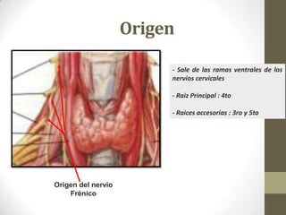 Origen
- Sale de las ramas ventrales de los
nervios cervicales

- Raiz Principal : 4to
- Raices accesorias : 3ro y 5to

Or...