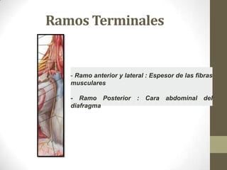 Ramos Terminales

- Ramo anterior y lateral : Espesor de las fibras
musculares
- Ramo Posterior : Cara abdominal del
diafr...