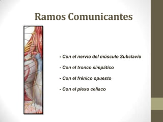Ramos Comunicantes

- Con el nervio del músculo Subclavio
- Con el tronco simpático
- Con el frénico opuesto
- Con el plex...
