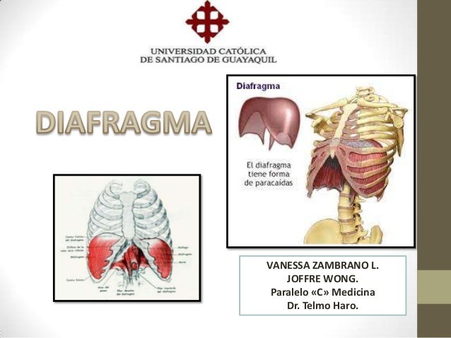Какой тканью образована диафрагма. Какой тканью образована диафрагма
