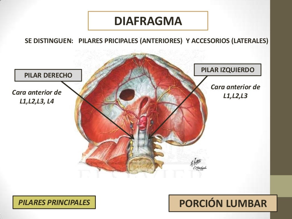 DIAFRAGMA