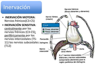 Inervación
• INERVACIÓN MOTORA:
Nervios frénicos(C3-C5)
• INERVACIÓN SENSITIVA:
centralmente por los
nervios frénicos (C3-C5);
periféricamente por los
nervios intercostales (T511) los nervios subcostales
(T12)

 