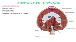 INSERCIONES TORÁCICAS
INSERCION ESTERNAL:
APENDICE XIFOIDES
HIATO DE MARFAN
TRIANGULO ESTERNOCOSTAL DE LARREY
 
