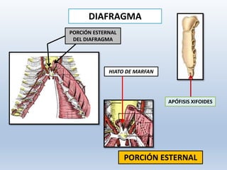 DIAFRAGMA
PORCIÓN ESTERNAL
APÓFISIS XIFOIDES
PORCIÓN ESTERNAL
DEL DIAFRAGMA
HIATO DE MARFAN
 