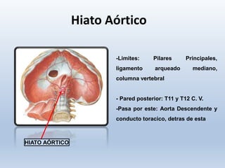 Hiato Aórtico
-Limites: Pilares Principales,
ligamento arqueado mediano,
columna vertebral
- Pared posterior: T11 y T12 C. V.
-Pasa por este: Aorta Descendente y
conducto toracico, detras de esta
HIATO AÓRTICO
 