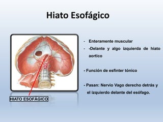 Hiato Esofágico
HIATO ESOFÁGICO
- Enteramente muscular
- -Delante y algo izquierda de hiato
aortico
- Función de esfinter tónico
- Pasan: Nervio Vago derecho detrás y
el izquierdo delante del esófago.
 