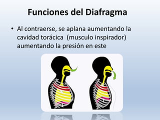 • Al contraerse, se aplana aumentando la
cavidad torácica (musculo inspirador)
aumentando la presión en este
Funciones del Diafragma
 