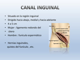 • Situado en la región inguinal
• Dirigido hacia abajo, medial y hacia adelante
• 4 a 5 cm
• Mujer : ligamento redondo del
• útero
• Hombre : funículo espermático
• Hernias inguinales,
quistes del funículo , etc.
 