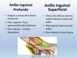 Anillo Inguinal
Profundo
• Evagina a traves de la fascia
tranversal
 Pilar superior- Arco
aponeurotico del tranverso
 Pilar Inferior – Cintilla
iliopubiana
Anillo Inguinal
Superficial
• Fibras del oblicuo externo,
supero lateral a espina de
pubis
 Pilar lateral-Tuberculo del
pubis
 Pilar Medial-Cresta Pubica
 