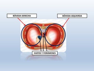 BÓVEDA DERECHA BÓVEDA IZQUIERDA
HIATOS Y FORÁMENES
 