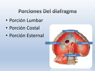• Porción Lumbar
• Porción Costal
• Porción Esternal
Esternal
CostalCostal
Lumbar
 