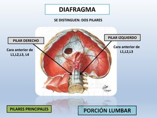 PORCIÓN LUMBAR
PILAR DERECHO
PILAR IZQUIERDO
SE DISTINGUEN: DOS PILARES
Cara anterior de
L1,L2,L3, L4
Cara anterior de
L1,L2,L3
PILARES PRINCIPALES
DIAFRAGMA
 