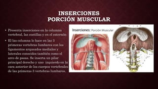INSERCIONES
PORCIÓN MUSCULAR
• Presenta inserciones en la columna
vertebral, las costillas y en el esternón
• El las columna lo hace en las 3
primeras vertebras lumbares con los
ligamentos arqueados mediales y
laterales conocidos también como el
arco de psoas. Se inserta un pilar
principal derecho y uno izquierdo en la
cara anterior de los cuerpos vertebrales
de las primeras 3 vertebras lumbares.
 