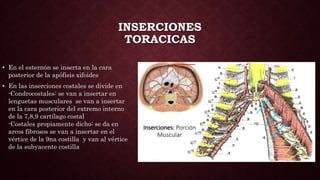 INSERCIONES
TORACICAS
• En el esternón se inserta en la cara
posterior de la apófisis xifoides
• En las inserciones costales se divide en
-Condrocostales: se van a insertar en
lenguetas musculares se van a insertar
en la cara posterior del extremo interno
de la 7,8,9 cartílago costal
-Costales propiamente dicho: se da en
arcos fibrosos se van a insertar en el
vértice de la 9na costilla y van al vértice
de la subyacente costilla
 