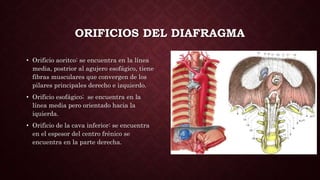 ORIFICIOS DEL DIAFRAGMA
• Orificio aoritco: se encuentra en la línea
media, postrior al agujero esofágico, tiene
fibras musculares que convergen de los
pilares principales derecho e izquierdo.
• Orificio esofágico; se encuentra en la
línea media pero orientado hacia la
iquierda.
• Orificio de la cava inferior: se encuentra
en el espesor del centro frénico se
encuentra en la parte derecha.
 