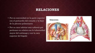 RELACIONES
• Por su convexidad en la parte superior
con el pericardio del corazón y la base
de la pleuras pulmonares
• Por su cara inferior esta cubierto por
peritoneo en relaion con la tuberosidad
mayor del estómago y con la cara
superior del hígado
 