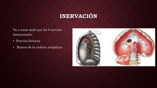 INERVACIÓN
Va a estar dado por los 6 nervios
intercostales
• Nervios frénicos
• Ramos de la cadena simpática
 
