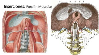 Inserciones: Porción Muscular
L5
L4
L3
L2
L1