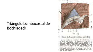 Triángulo Lumbocostal de
Bochladeck