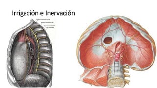 Irrigación e Inervación