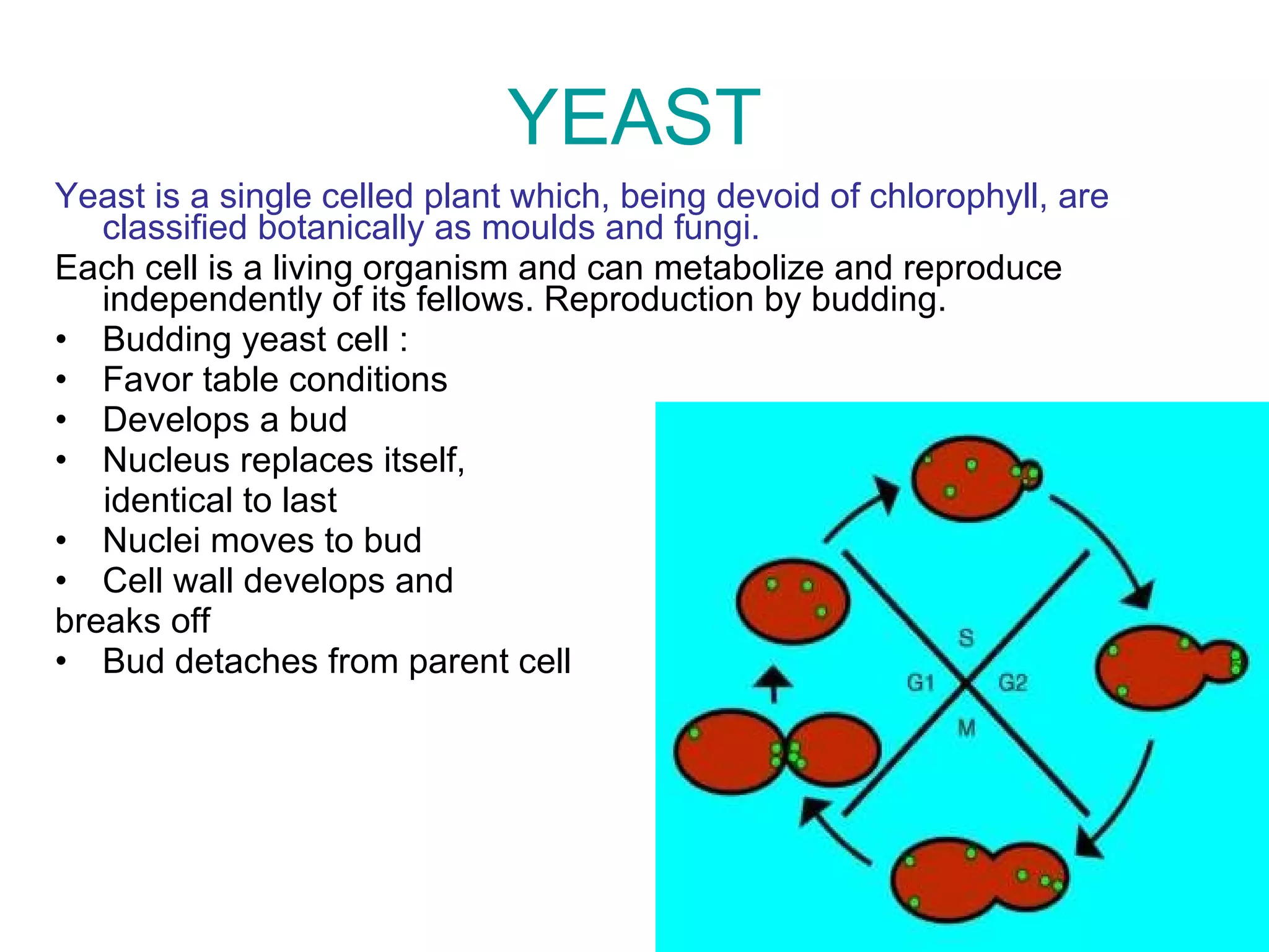 YEAST Yeast is a single celled plant which, being devoid of chlorophyll, are classified botanically as moulds and fungi.  Each cell is a living organism and can metabolize and reproduce independently of its fellows. Reproduction by budding. Budding yeast cell : Favor table conditions Develops a bud Nucleus replaces itself,  identical to last Nuclei moves to bud  Cell wall develops and  breaks off Bud detaches from parent cell 