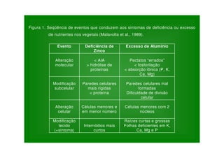 Figura 1. Seqüência de eventos que conduzem aos sintomas de deficiência ou excesso
de nutrientes nos vegetais (Malavolta et al., 1989).
Evento Deficiência de
Zinco
Excesso de Alumínio
Alteração
molecular
< AIA
> hidrólise de
proteínas
Pectatos “errados”
< fosforilação
< absorção iônica (P, K,
Ca, Mg)
Modificação
subcelular
Paredes celulares
mais rígidas
< proteína
Paredes celulares mal
formadas
Dificuldade de divisão
celular
Alteração
celular
Células menores e
em menor número
Células menores com 2
núcleos
Modificação
tecido
(=sintoma)
Internódios mais
curtos
Raízes curtas e grossas
Folhas deficientes em K,
Ca, Mg e P
 