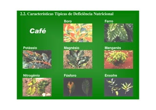 2.2. Características Típicas de Deficiência Nutricional
Boro
Nitrogênio
Manganês
Magnésio
Potássio
Ferro
Fósforo Enxofre
 